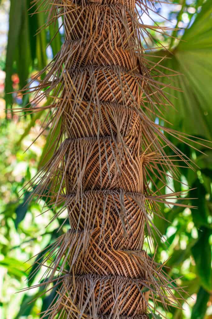 Types of Palm Trees