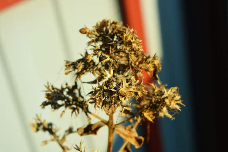 closeup dried creeping phlox