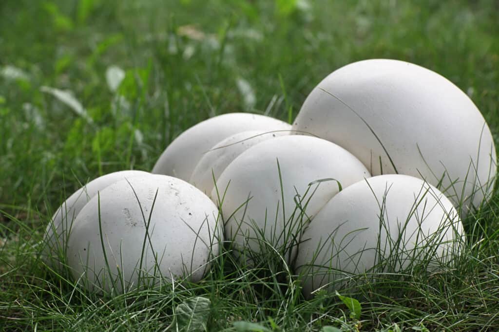 giant puffball mushrooms in wild