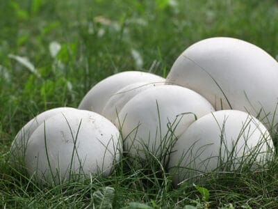 A Puffball Mushrooms: A Complete Guide