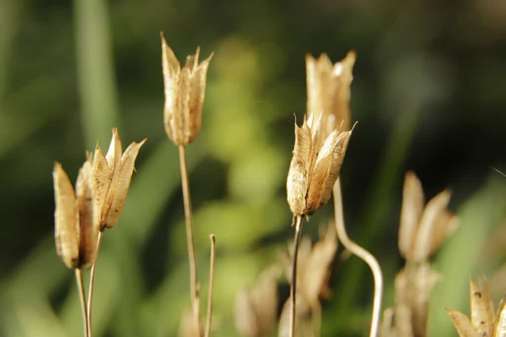 columbine seeds