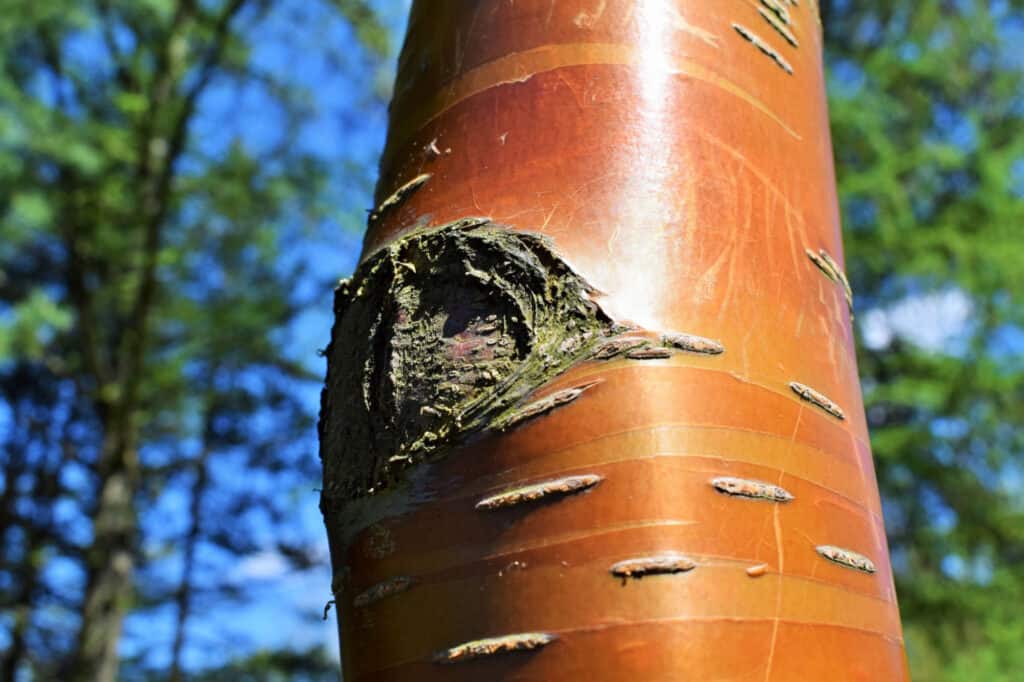 Types Of Birch Trees