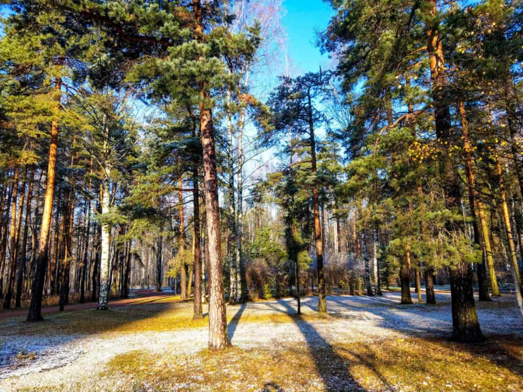 red pine forest