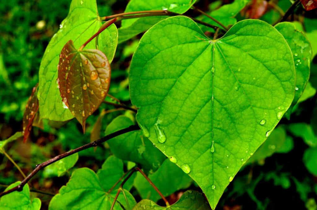 closeup eastern redbud leaves