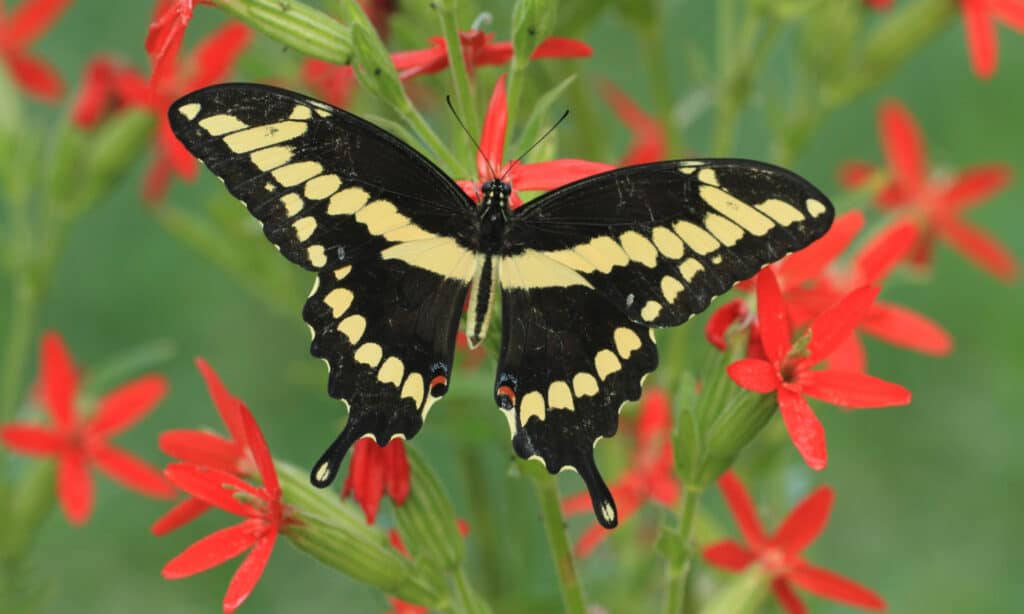 Giant swallowtail butterfly has distinctive yellow markings