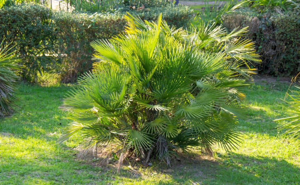 European Fan palm