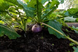 Turnip Seeds: How to Sow and Harvest This Fast-Growing Root! Picture