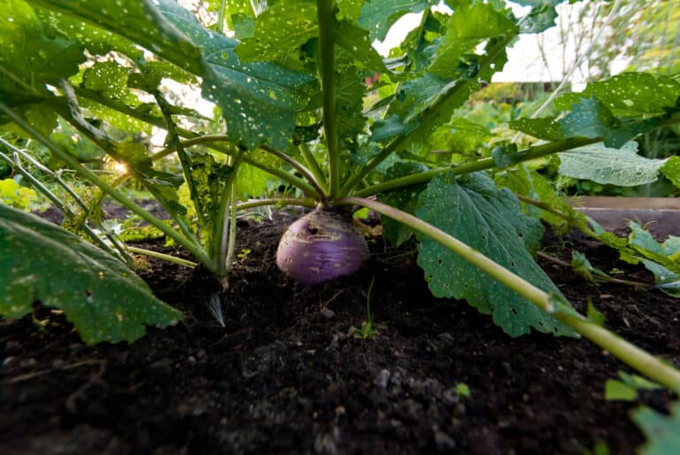 closeup turnip growing in garden