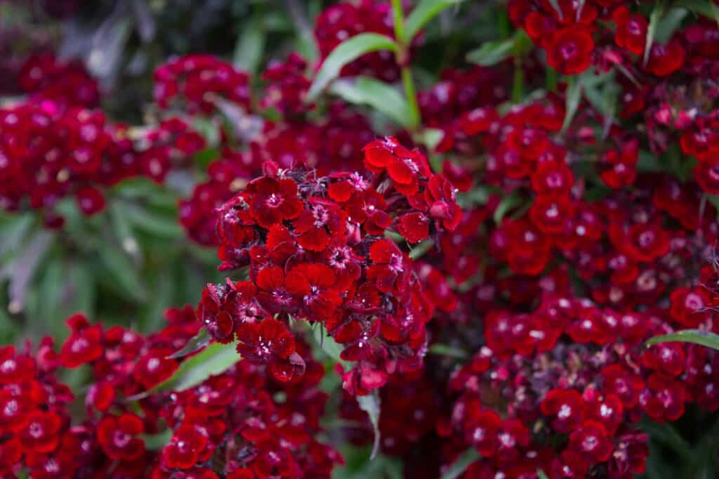 sweet william sooty variety