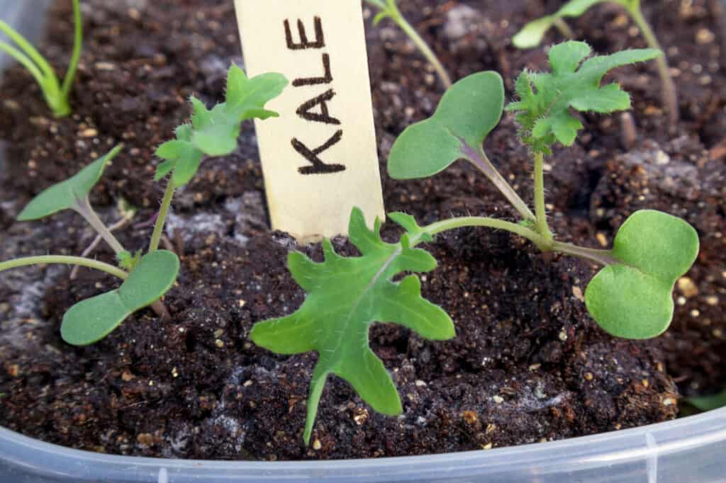 kale seeds