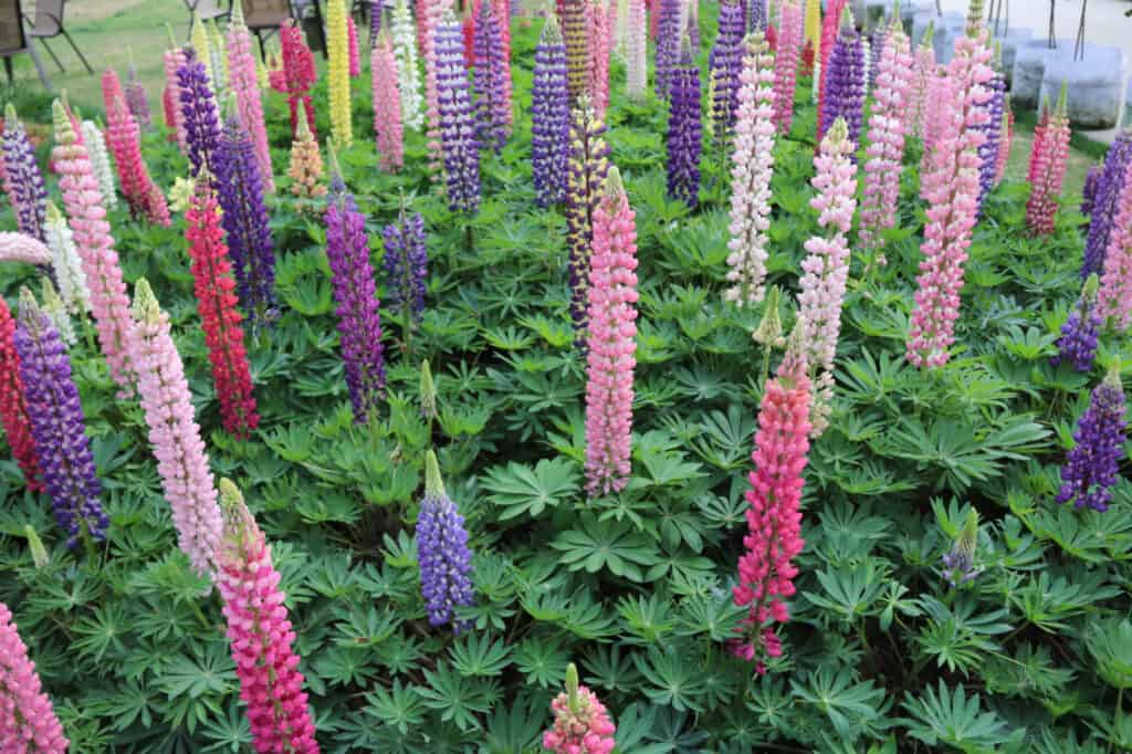 many lupine flowers in garden