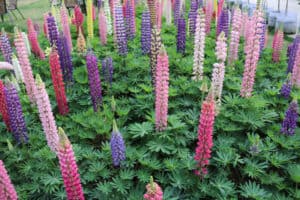 Lupine Seeds: Grow This Beautiful Wildflower in Your Own Garden Picture