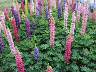A Lupine Seeds: Grow This Beautiful Wildflower in Your Own Garden
