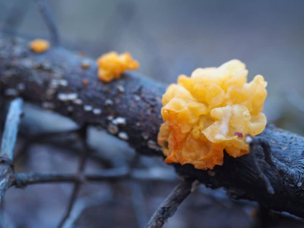 witch's butter mushroom