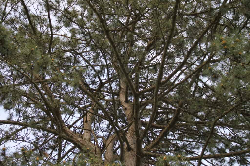 Types of Pine Trees