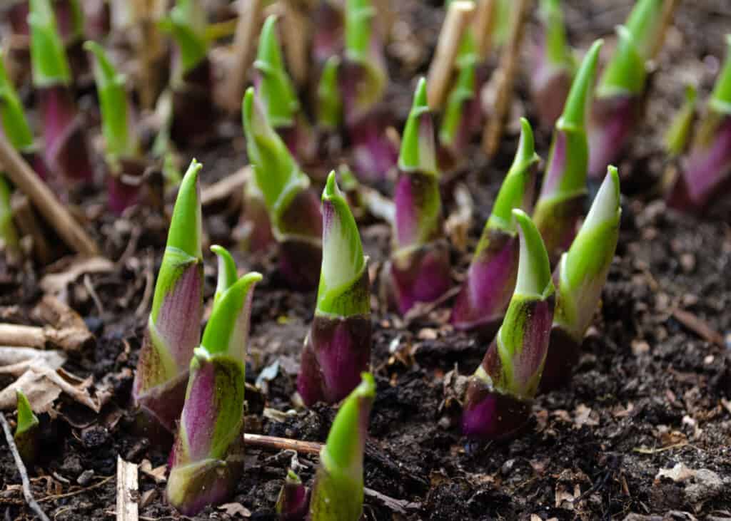 Properly winterized hostas will reward you with new growth shoots in spring. 