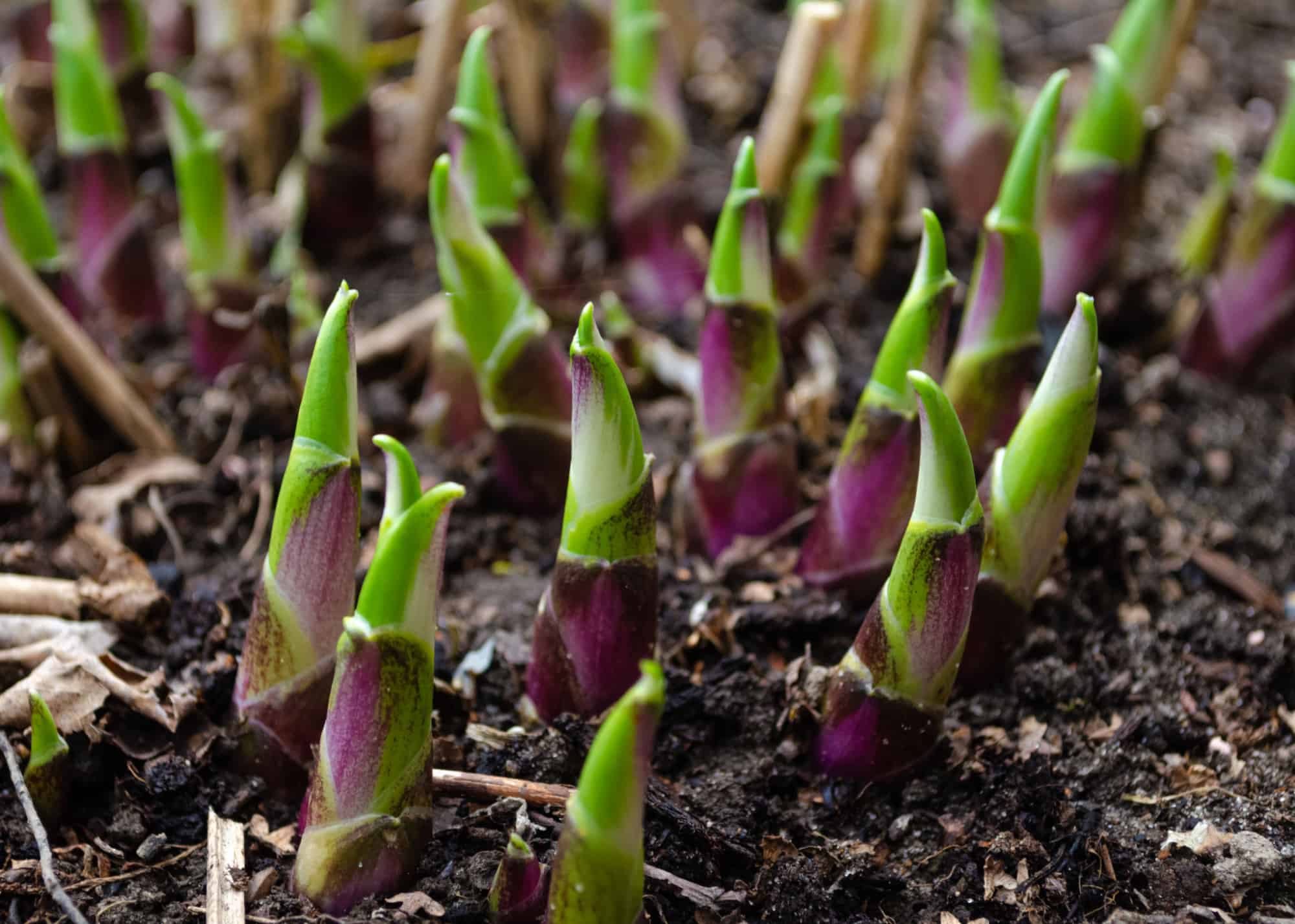 Hosta Seeds: How to Plant and Grow This Versatile Beauty - A-Z Animals