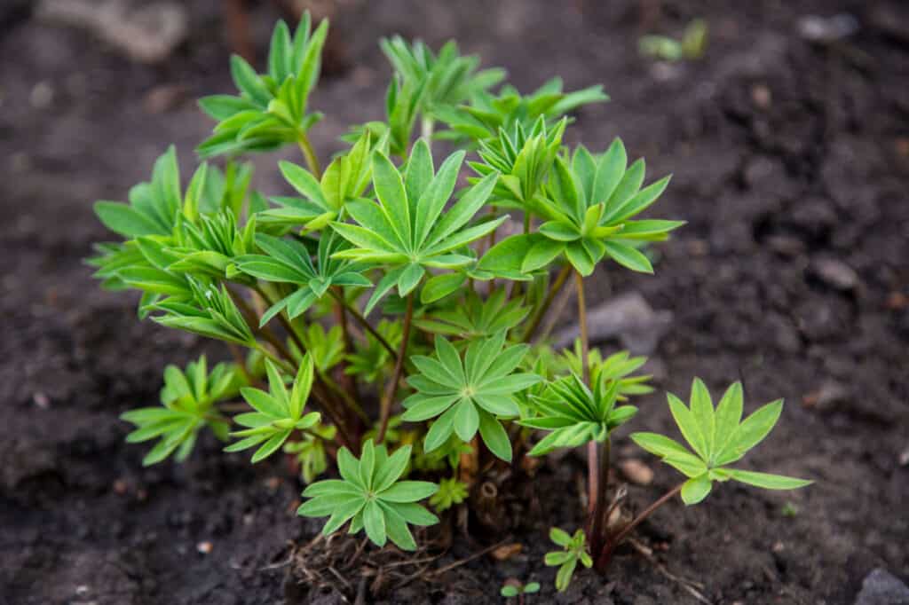 Lupine seeds