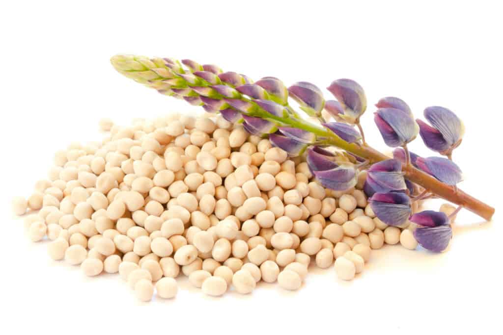 Lupine seeds