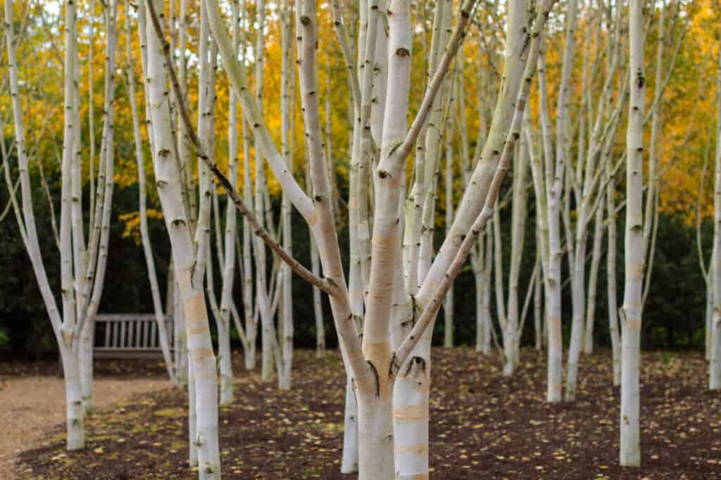Types Of Birch Trees