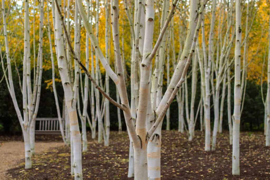 himalayan birch grove