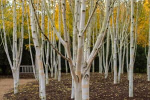 Discover The 10 Different Types Of Birch Trees Picture