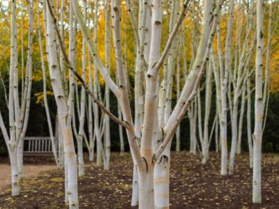 A Discover The 10 Different Types Of Birch Trees