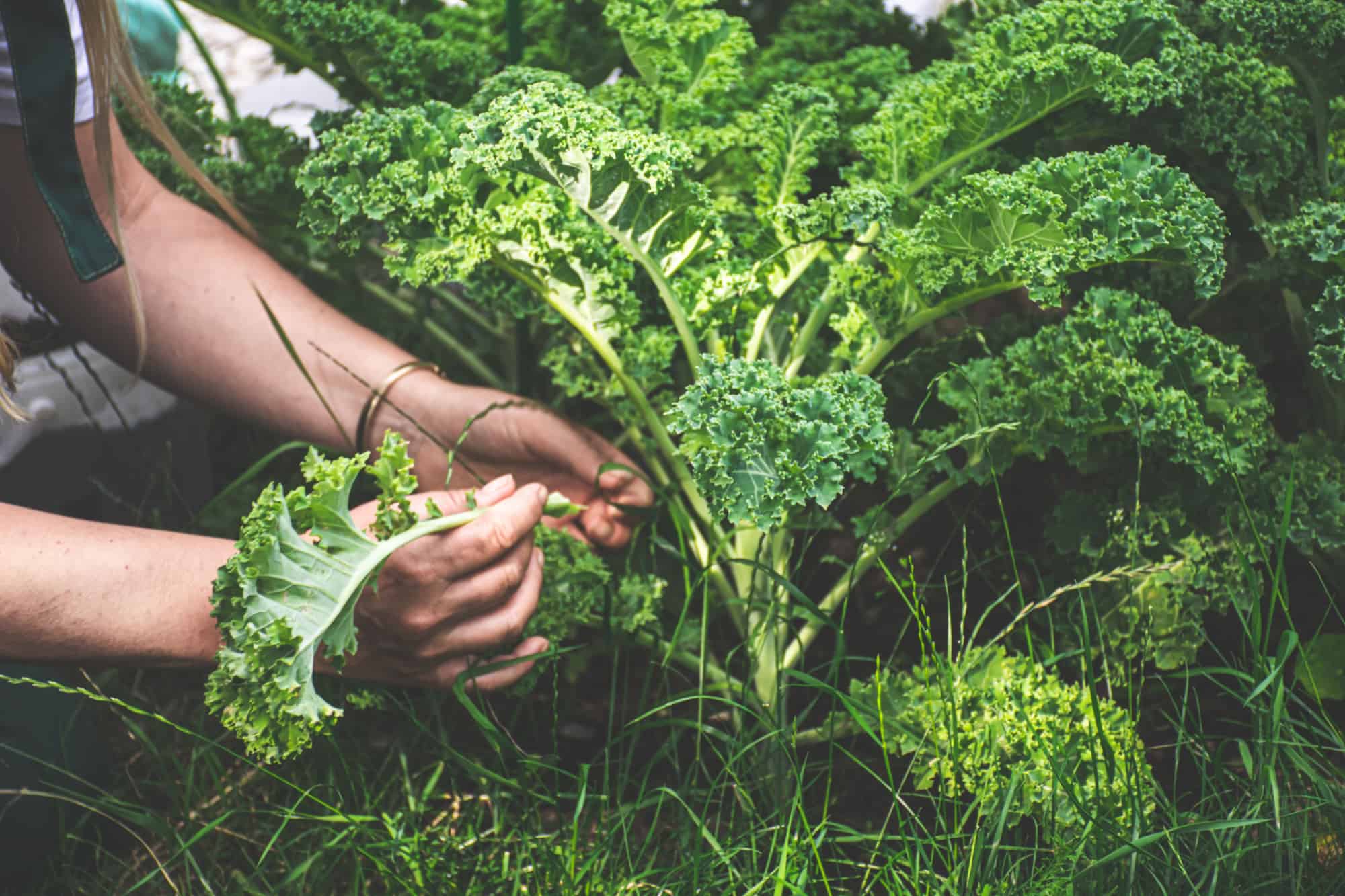 gardener handling kale plant