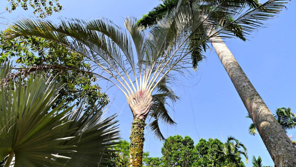 Types of Palm Trees