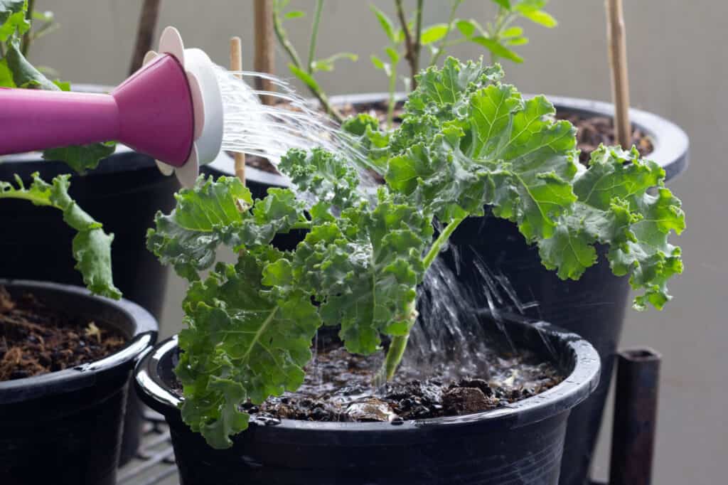 kale seeds