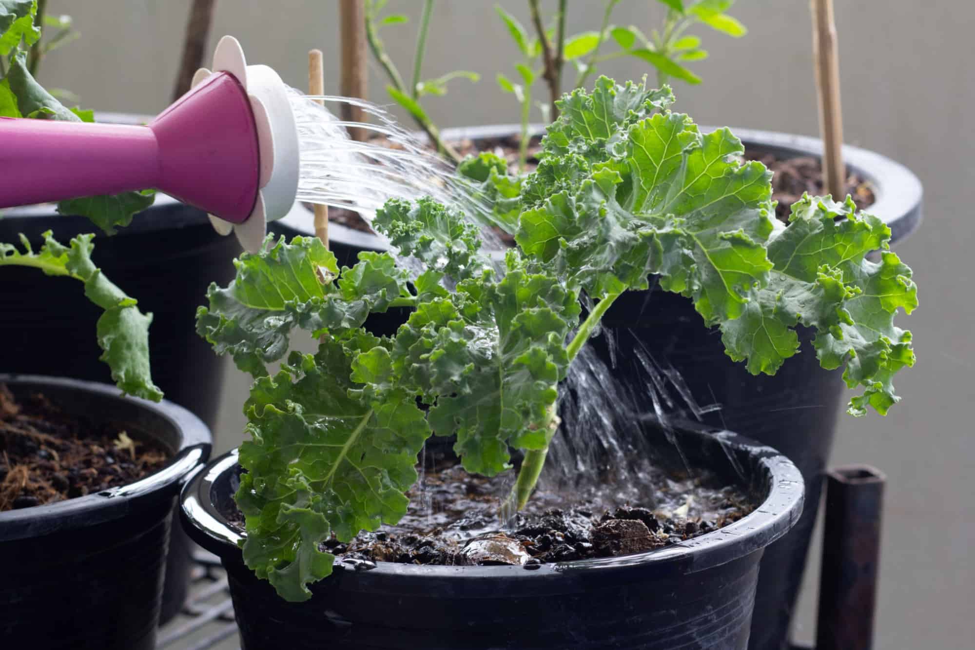 kale plant watering