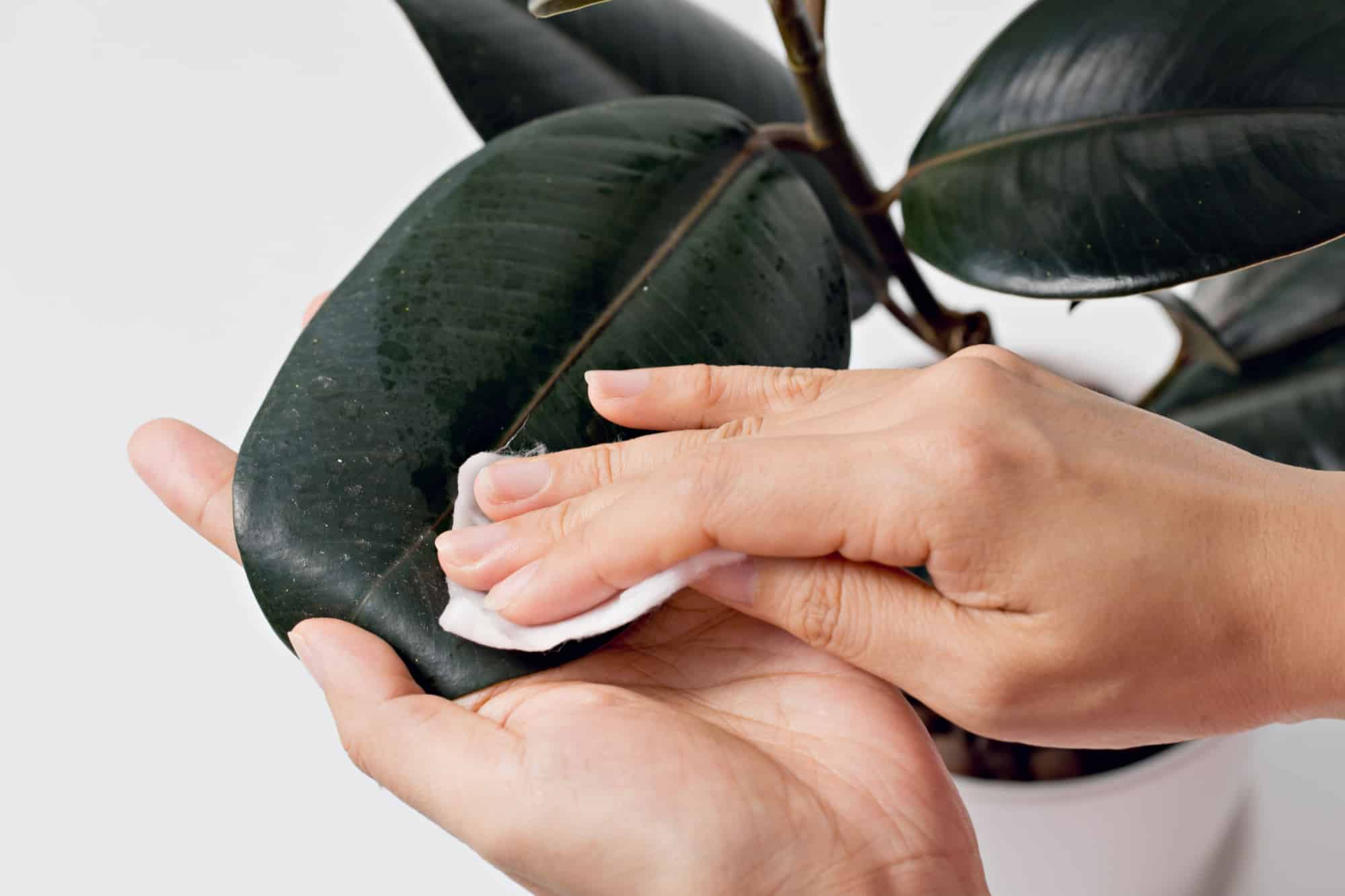 person cleaning burgundy rubber plant