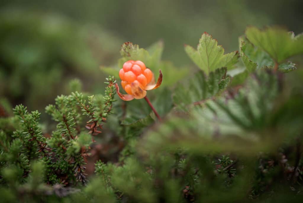 Edible Berries of the Pacific Northwest