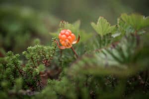 10+ Different Types of Edible Wild Berries You Can Safely Eat photo