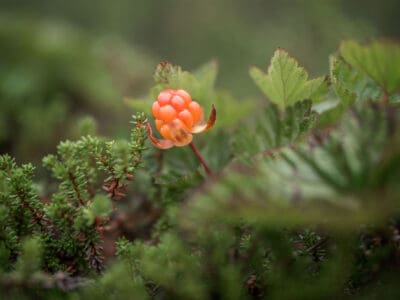 A 10+ Different Types of Edible Wild Berries You Can Safely Eat