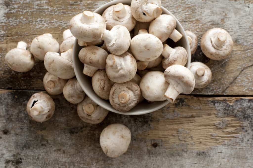 Button mushrooms are Agaricus bisporus at its youngest stage