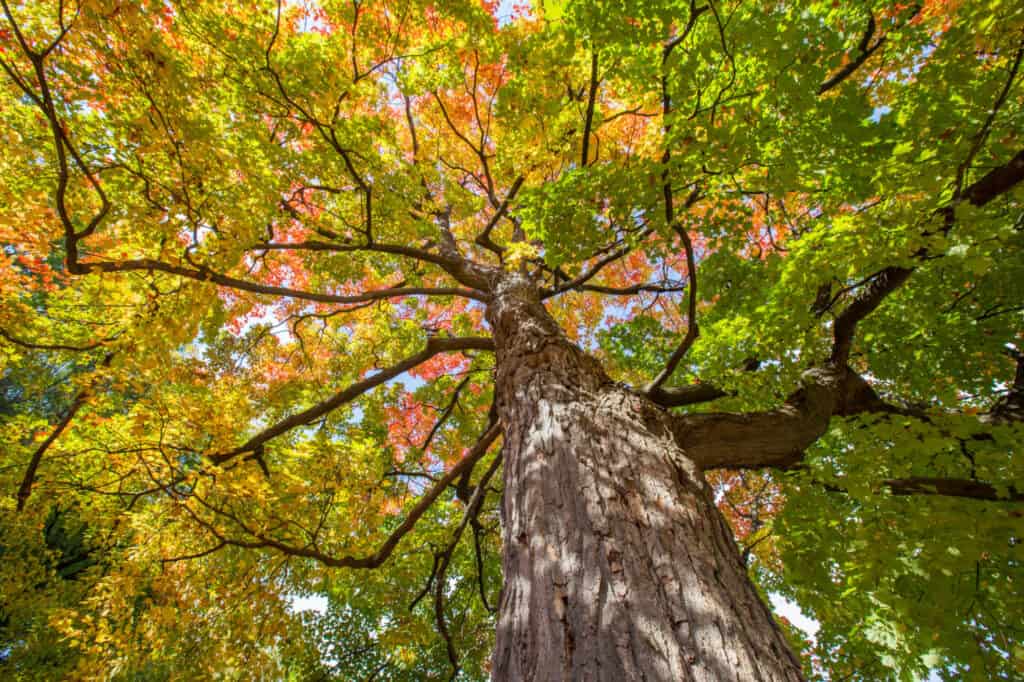 types of maple trees