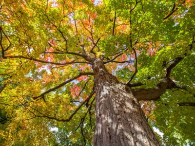 A Is Your Sugar Maple Sick? 7 Signs That Something’s Wrong With Your Sugar Maple
