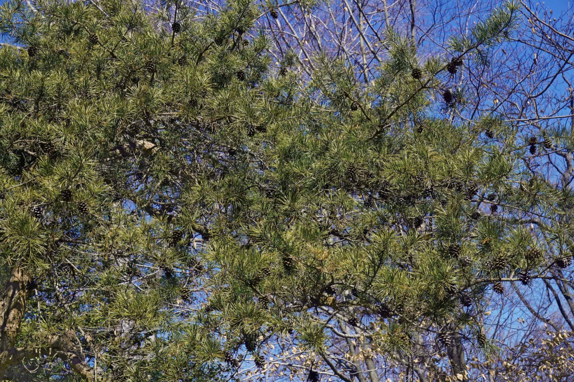 branches of virginia pine