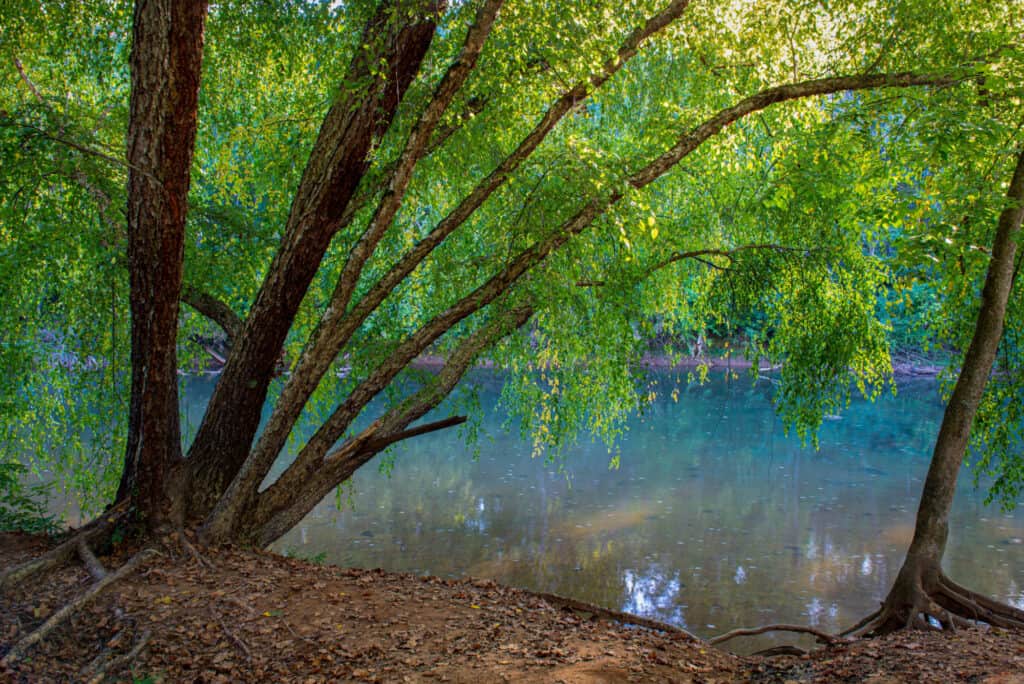 river birch tree