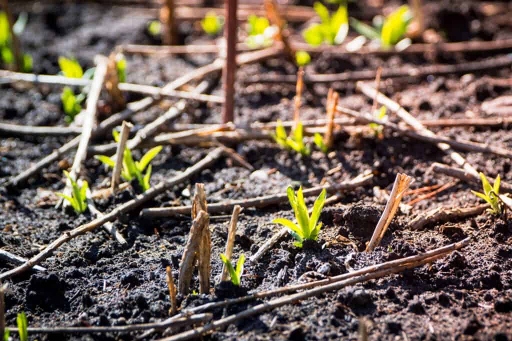 creeping phlox seeds