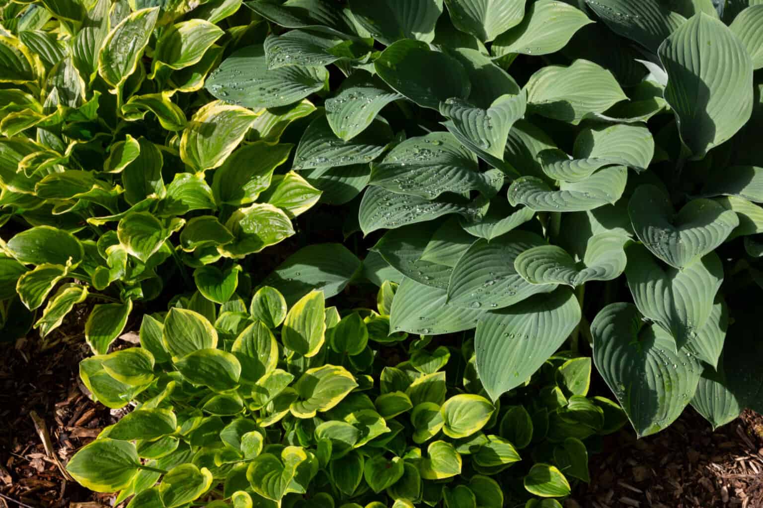 Hosta Seeds: How to Plant and Grow This Versatile Beauty - A-Z Animals