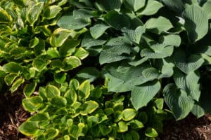 Discover the Best Time of Year to Plant Hostas Picture