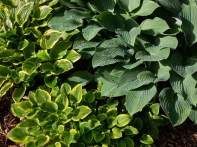 A Hosta Seeds: How to Plant and Grow This Versatile Beauty