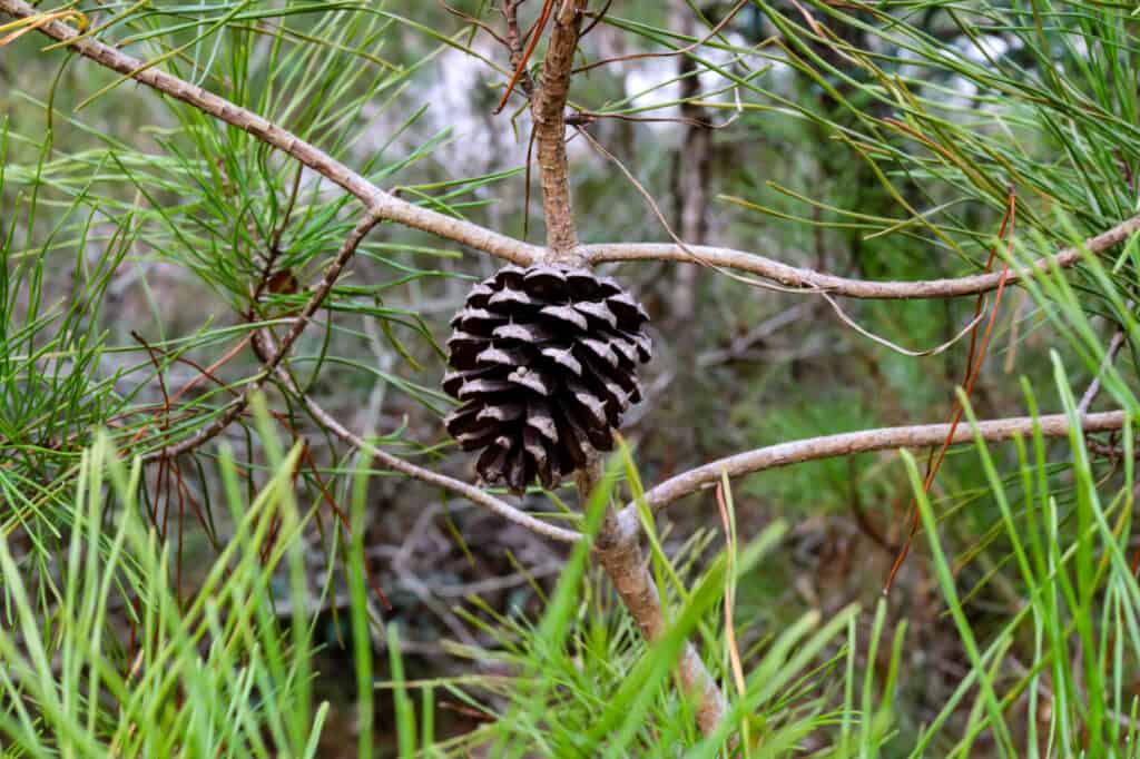 closeup sand pinecone