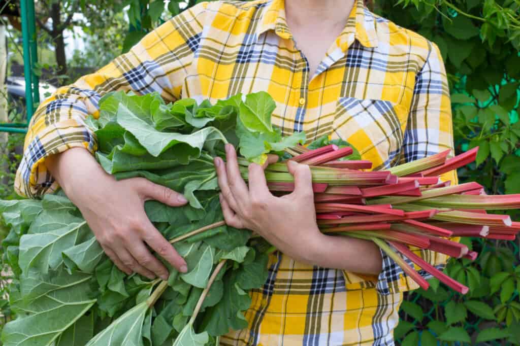 Rhubarb harvested from garden