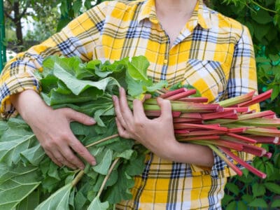 A Rhubarb Seeds: How to Grow, Harvest, and Care for Delicious Stalks