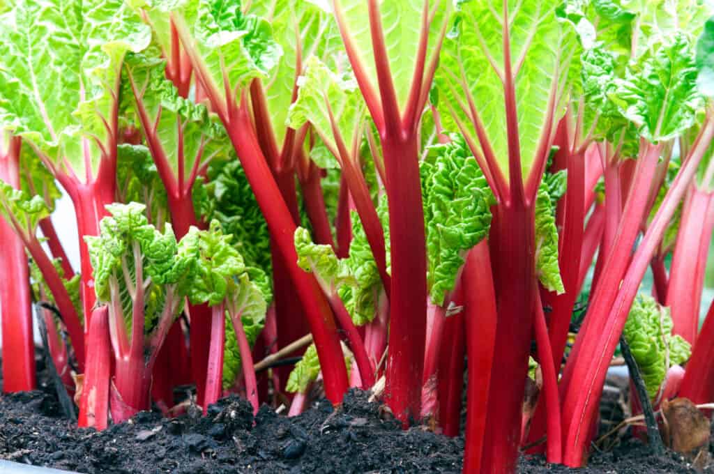 rhubarb in garden