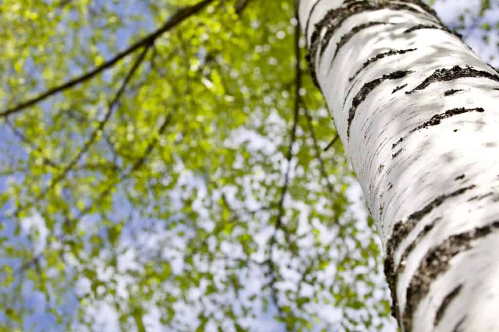 types of birch trees