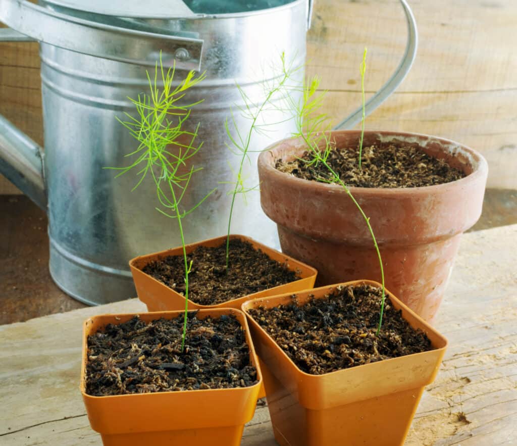 asparagus seedlings in pots